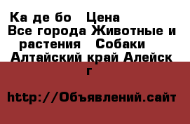 Ка де бо › Цена ­ 25 000 - Все города Животные и растения » Собаки   . Алтайский край,Алейск г.